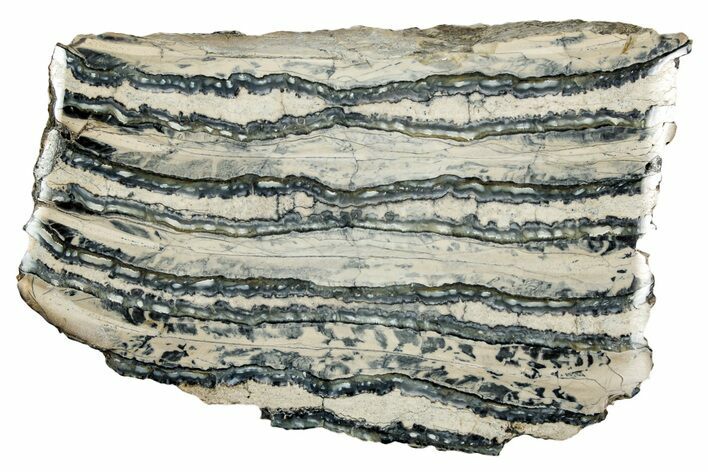 Polished Mammoth Molar Section - South Carolina #335383